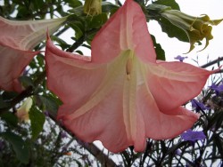 Peach Angel Trumpets