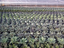 Ornamental Cabbage & Kale