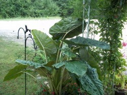 Persian Palm Upright Elephant Ear