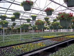 Pansies and Snapdragon Baskets
