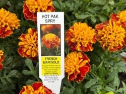 Marigolds