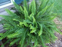 Kimberly Queen Fern
