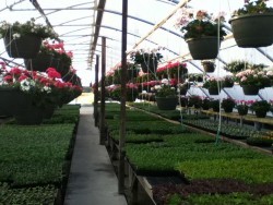 Spring in the Greenhouse