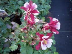 Aquilegia Columbine