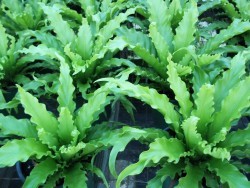 Victoria Bird's Nest Fern