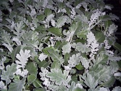 Dusty Miller 